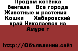 Продам котёнка бенгала - Все города Животные и растения » Кошки   . Хабаровский край,Николаевск-на-Амуре г.